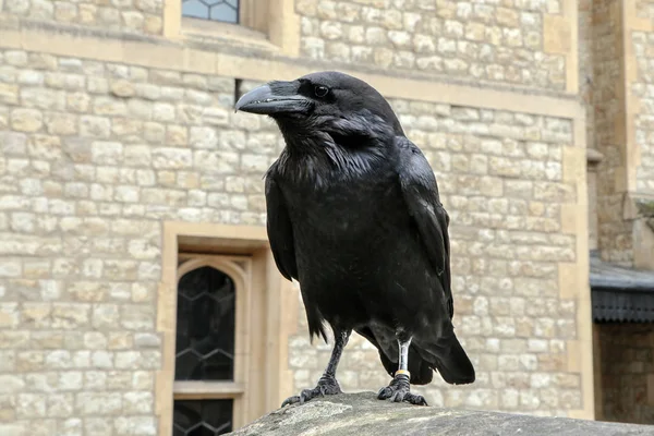 Bir portre resim London Towers kuzgun.  
