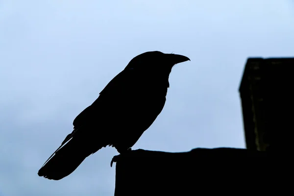 Een Silhouet Van Het Raven Staande Muur Bewaker Van Toren — Stockfoto
