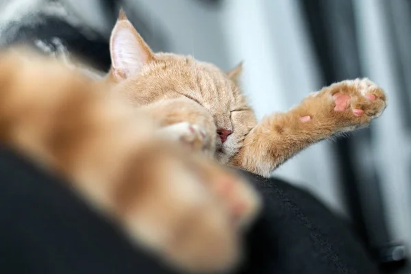 Lindo Gato Tabby Relajante Muy Adorable —  Fotos de Stock