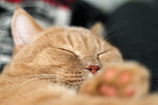 Eine Niedliche Gestromte Katze Entspannt Und Ist Sehr Entzückend — Stockfoto