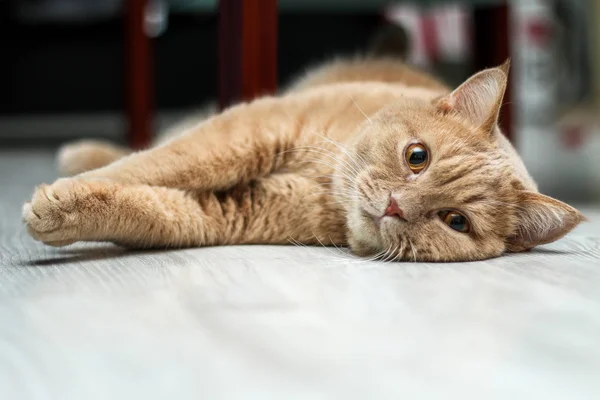 Een Schattige Tabby Kat Ontspannen Erg Schattig — Stockfoto
