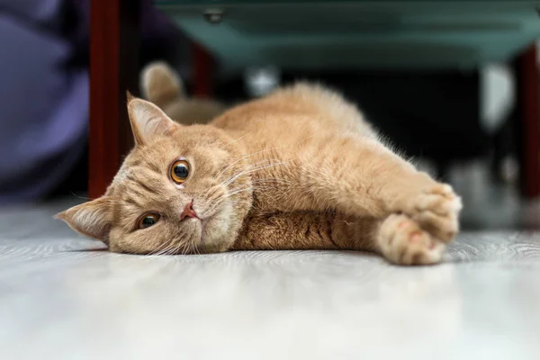 Een Schattige Tabby Kat Ontspannen Erg Schattig — Stockfoto