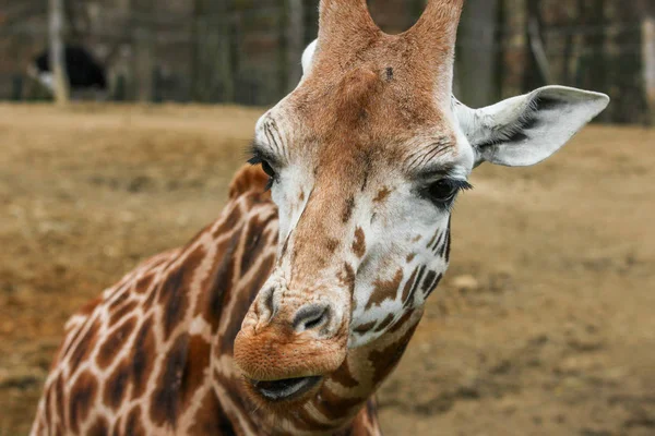 Uma Foto Detalhada Cabeça Das Girafas Olhando Para Rosto Calmo — Fotografia de Stock