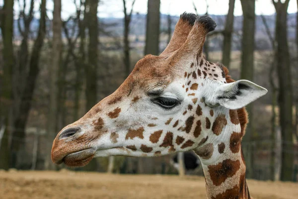 Uma Foto Detalhada Cabeça Das Girafas Olhando Para Rosto Calmo — Fotografia de Stock