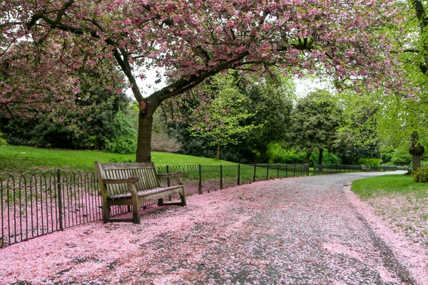 Picture Park Wooden Bench Stands Cherry Tree Pink Blooms Leaves — Stock Photo, Image