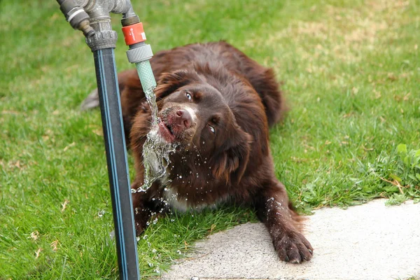 Thirsty Dog Drinking Water Looking Quite Funny — Stock Photo, Image