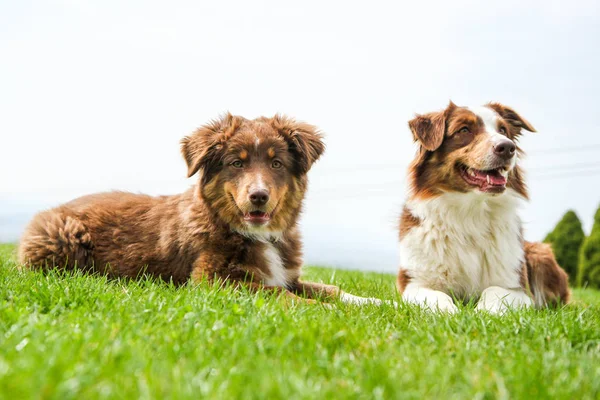 The two Australian shepherds are lying on the grass and looking happy. One is adult, one is puppy. They are smiling and looking satisfied.