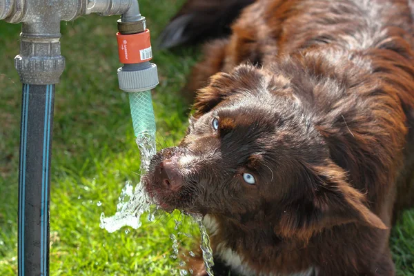 Thirsty Dog Drinking Water Looking Quite Funny — Stock Photo, Image