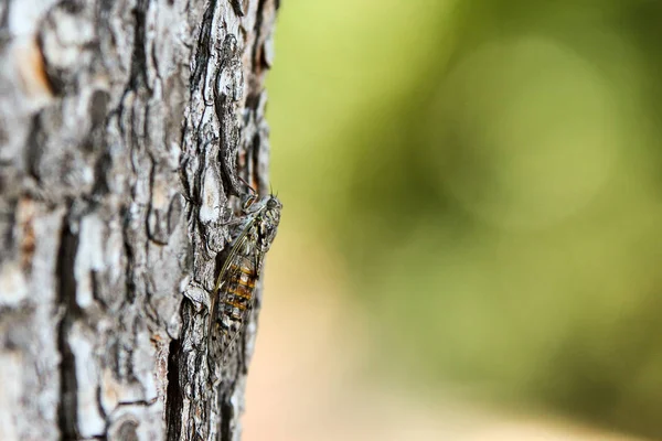 A picture of a single cicada siting on the trees trunk. Good example of natural camouflage.