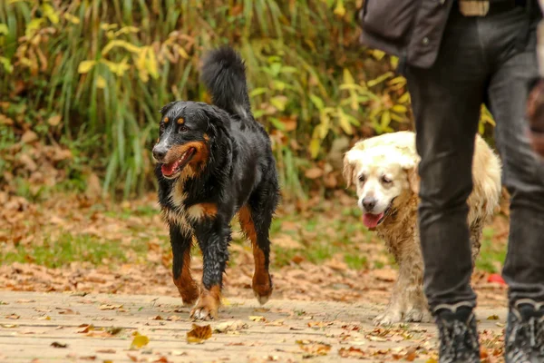 Obraz Dla Dorosłych Berneński Pies Pasterski Podczas Spaceru Jesień Natura — Zdjęcie stockowe