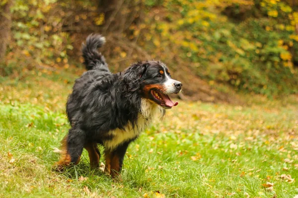 Porträtbild Des Erwachsenen Berner Sennenhundes Auf Den Blättern Herbstlichen Wald — Stockfoto