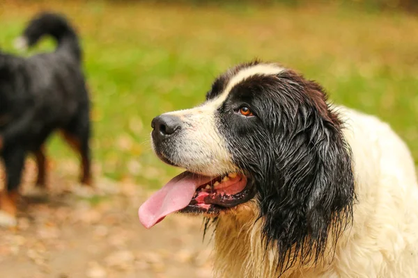 Retrato Feliz Cão Landseer Seu Rosto Parece Feliz Satisfeito Ele — Fotografia de Stock
