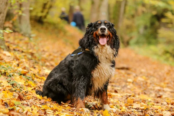 秋の森の葉に座って大人の Bernese 山犬の肖像画の写真 — ストック写真