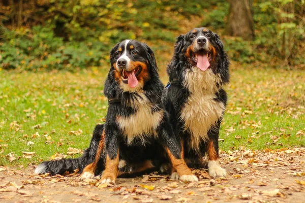 Sonbahar Ormanında Yaprakları Oturan Iki Yetişkin Bernese Dağ Köpekleri Bir — Stok fotoğraf