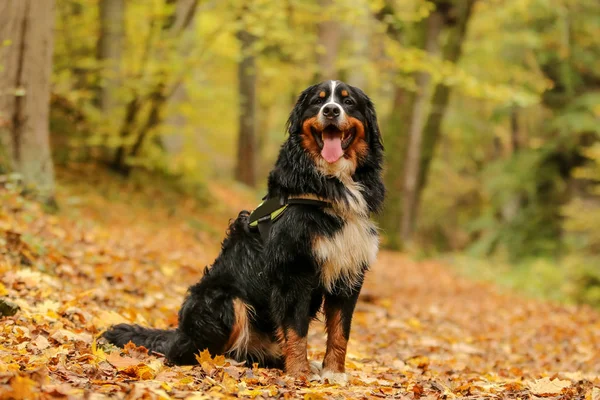 Retrato Cão Adulto Bernese Mountain Sentado Nas Folhas Floresta Outono — Fotografia de Stock