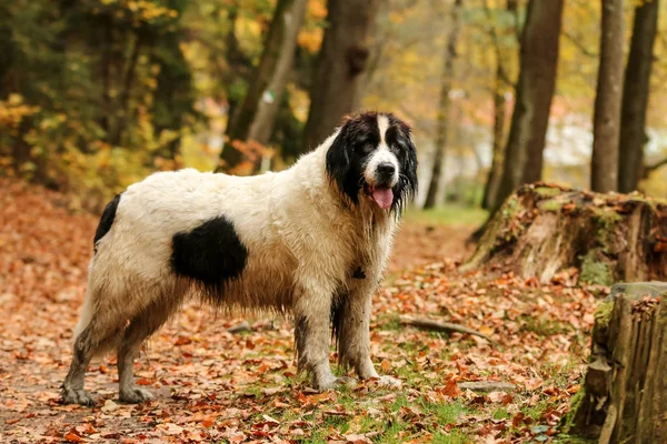 Uma Foto Cão Landseer Nas Folhas Floresta Outono Ele Parece — Fotografia de Stock