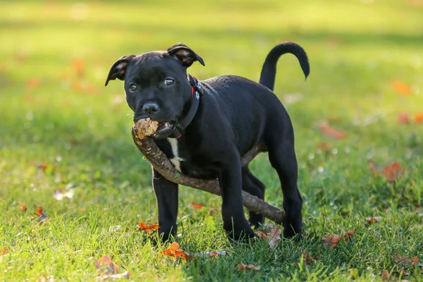 Potret Anak Anjing Lucu Dari American Staffordshire Terrier Dia Memegang — Stok Foto