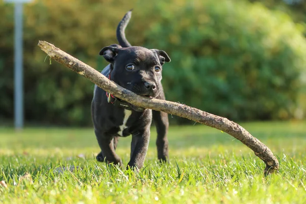 Retrato Lindo Cachorro Del American Staffordshire Terrier Sostiene Rama Boca — Foto de Stock