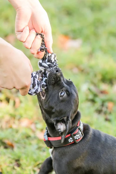 Retrato Lindo Cachorro Del American Staffordshire Terrier Jugando Con Cuerda — Foto de Stock