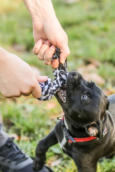 Retrato Lindo Cachorro Del American Staffordshire Terrier Jugando Con Cuerda — Foto de Stock