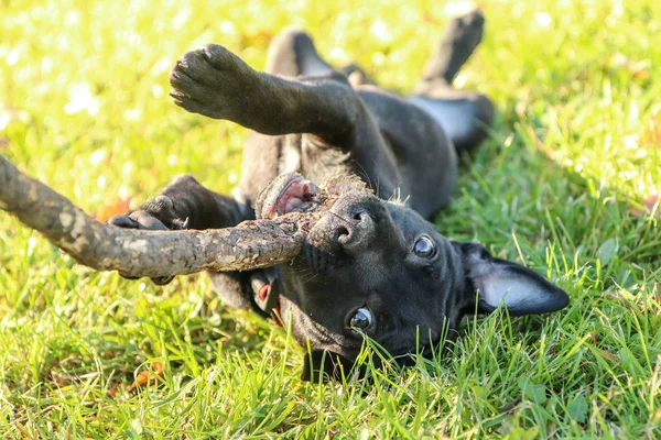 Retrato Lindo Cachorro Del American Staffordshire Terrier Sostiene Rama Boca — Foto de Stock