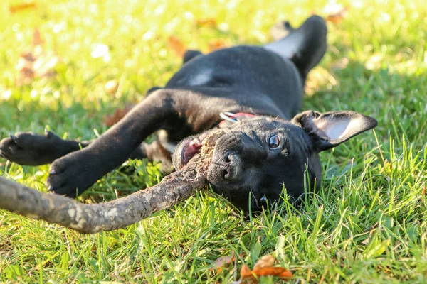 Portrætbillede Sød Hvalp Den Amerikanske Staffordshire Terrier Han Holder Grenen - Stock-foto