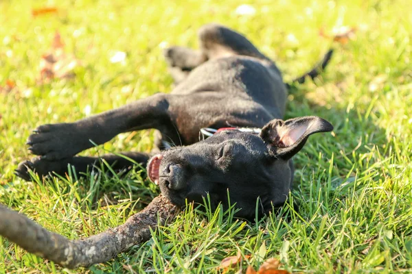 Retrato Lindo Cachorro Del American Staffordshire Terrier Sostiene Rama Boca — Foto de Stock