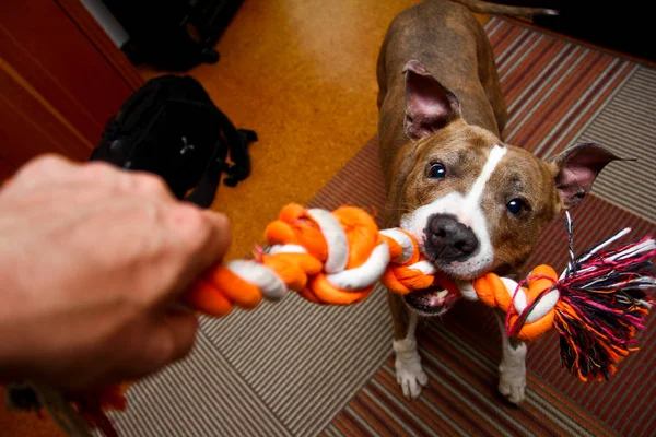 Der Amerikanische Staffordshire Hund Spielt Mit Seinem Besitzer Beißt Sich — Stockfoto