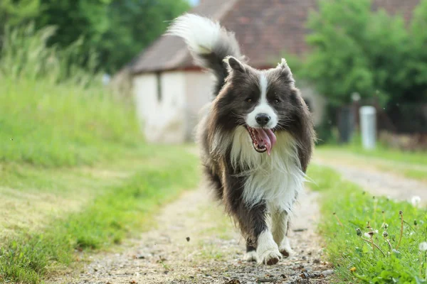 Une Photo Collie Jeune Frontière Mâle Sur Route Gravier Dans — Photo