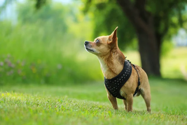 Ritratto Del Cane Chihuahua Durante Passeggiata Nella Natura — Foto Stock