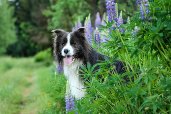 Genç bir erkek border collie çiçek kırsalında oturan bir resim. Mutlu görünüyor. 