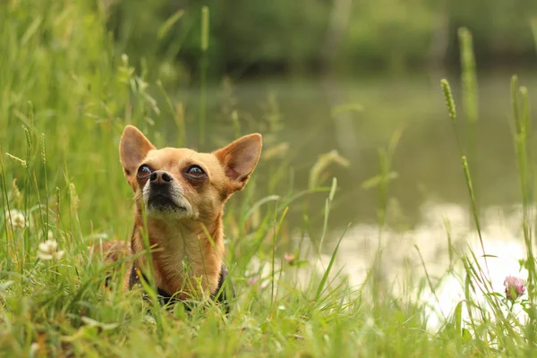 Amaçlayan Sakin Chihuahua Sevimli Köpek Sabit Odaklanmış Bak Erkek Namlu — Stok fotoğraf