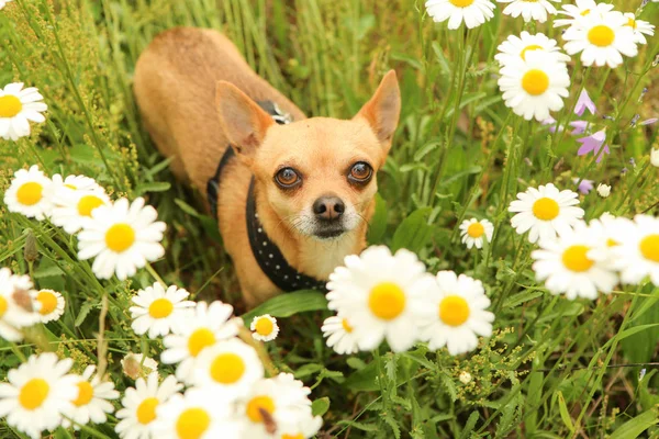 Ritratto Del Cane Chihuahua Durante Passeggiata Nella Natura — Foto Stock