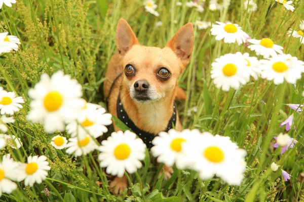 Ritratto Del Cane Chihuahua Durante Passeggiata Nella Natura — Foto Stock