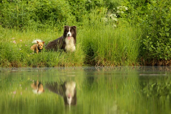 Una Foto Due Amici Cani Seduti Vicino All Acqua Distolti — Foto Stock