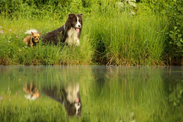 Una Foto Due Amici Cani Seduti Vicino All Acqua Distolti — Foto Stock