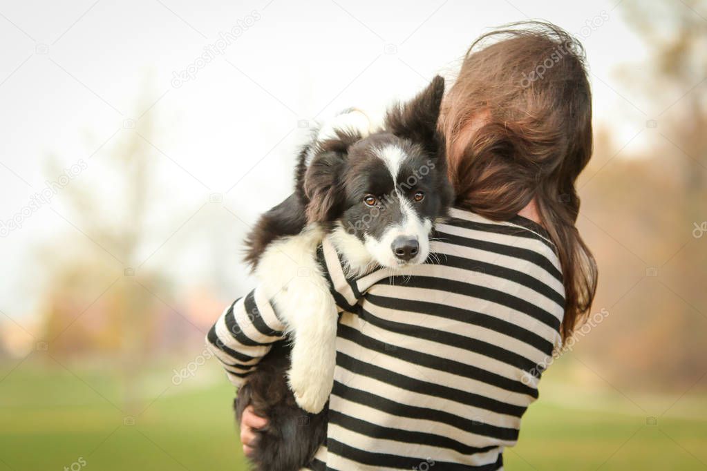 A puppy of the border collie is carried by its owner. He looks quite frightened although he is happy. 
