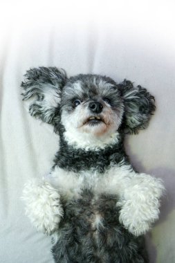 Sevimli bir crossbreed köpek, shi tzu ve kaniş, ayrıntılı olarak. Sırt üstü yatmış ve dişlerini gösteriyor. Biri kayıp, düştü.. 