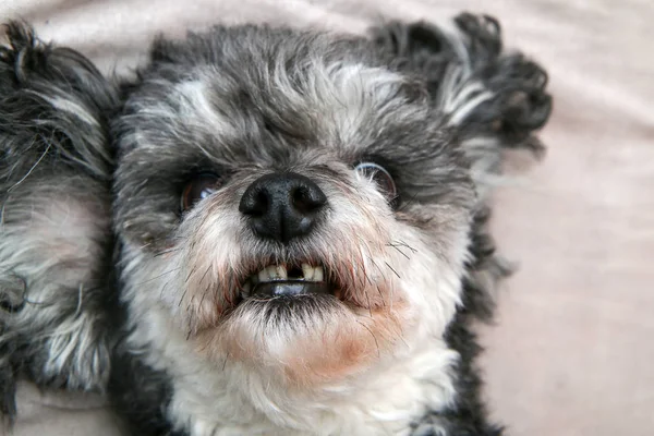 Lindo Perro Cruzado Shi Tzu Caniche Detalle Acuéstese Boca Arriba — Foto de Stock