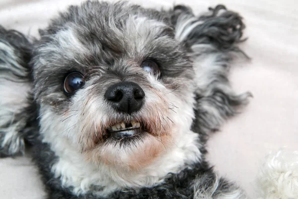 Lindo Perro Cruzado Shi Tzu Caniche Detalle Acuéstese Boca Arriba — Foto de Stock