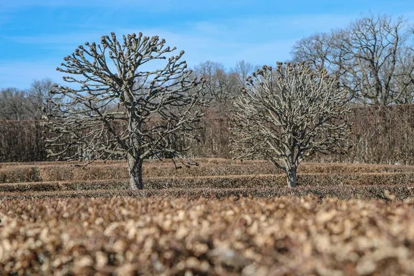 The dry trees in a castle garden in Drotingholm in Sweden, close to Stockholm. The spring is coming and the trees are bare, waiting for the first trees.