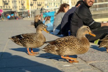 Evcilleştirilmiş yaban ördekleri Stockholm'de nehir kenarında insanlar arasında yürüyor ve yiyecek bir şeyler arıyorlar. Korkusuzlar ve insanlar onları besliyor.. 