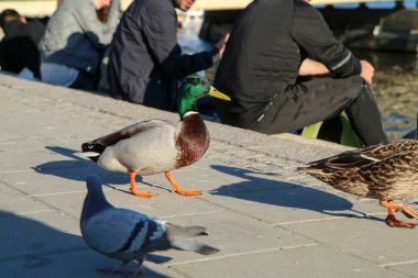 Evcilleştirilmiş yaban ördekleri Stockholm'de nehir kenarında insanlar arasında yürüyor ve yiyecek bir şeyler arıyorlar. Korkusuzlar ve insanlar onları besliyor.. 