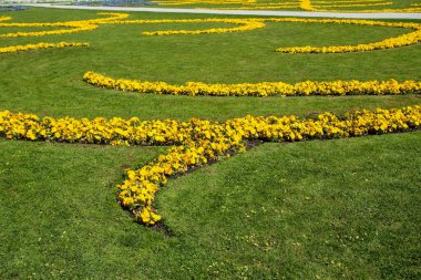 Taze yeşil çim ente ve sarı çiçekleri ile bakımlı çiçek bahçesinin detayı. 