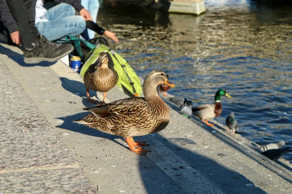 被驯服的野鸭走在斯德哥尔摩的河边 在人们中间寻找吃的东西 他们无所畏惧 人民正在喂养他们 — 图库照片
