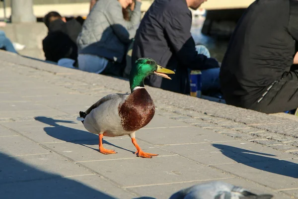 Patos Selvagens Domesticados Estão Andando Beira Rio Estocolmo Entre Pessoas — Fotografia de Stock