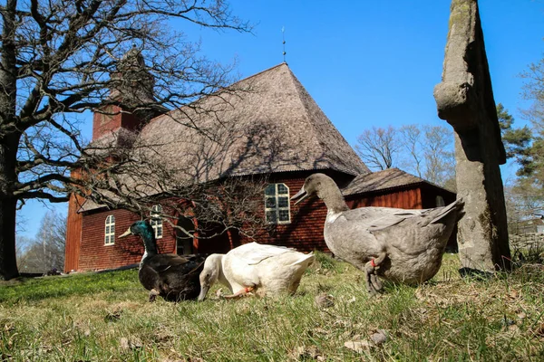 Flera Domesticerade Vilda Änder Går Framför Den Traditionella Svenska Eller — Stockfoto