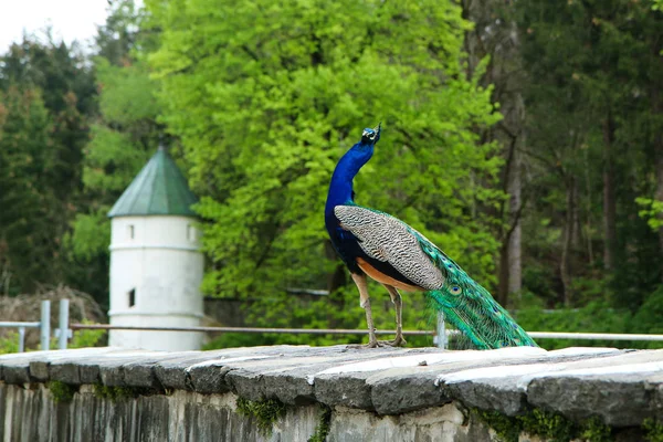 大人の孔雀は城の庭の壁に立ってポーズをとっています 素敵でカラフルな鳥 — ストック写真