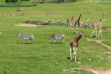 Zoolojik bahçede mera üzerinde Afrika hayvanlarının karışımı. 