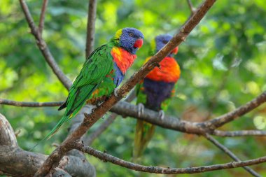 Loriini türlerinin sevimli ve renkli papağan portait. 